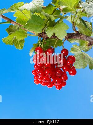 Direction générale de la grappe de groseille rouge et de feuilles sur fond bleu Banque D'Images