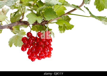 Direction générale de la grappe de groseille rouge et de feuilles sur fond blanc Banque D'Images