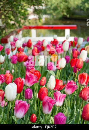 Spring Flower bed avec rouge, blanc et magenta tulipes (Tulipa) dans un parc Banque D'Images