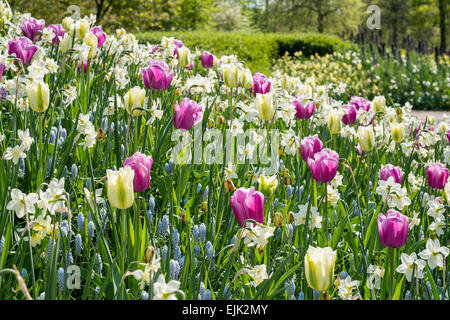 Spring Flower bed avec rose, magenta et blanc tulipes (Tulipa) et blanc narcisse dans un parc Banque D'Images