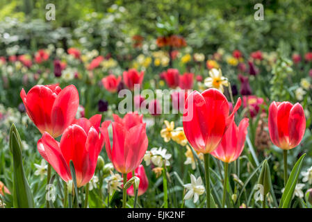 Lit de fleur avec tulipes rouges (Tulipa) dans le printemps ! Banque D'Images