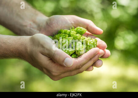 Ombelles de houblon (Humulus lupulus) en mains Banque D'Images