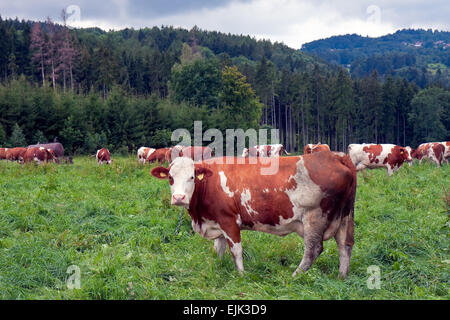 Les vaches broutant dans un pré en milieu rural en République Tchèque Banque D'Images