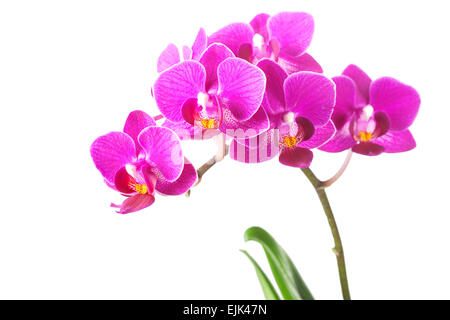 Fleurs Orchidées Dendrobium rose isolé sur fond blanc Banque D'Images