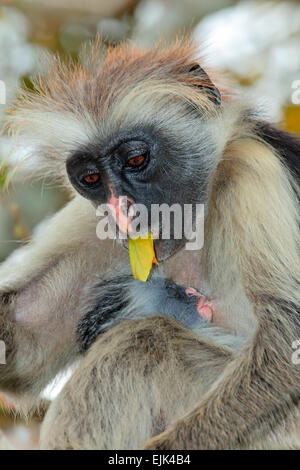 Singe colobus rouge Zanzibar (Procolobus kirkii) avec bébé, Jozani forest, Zanzibar Banque D'Images