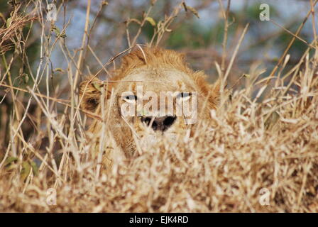 Lion mâle se cacher dans l'herbe, Parc National de Mikumi, Tanzanie Banque D'Images