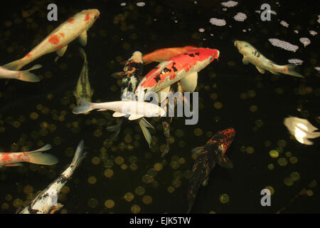 Carpes Koi japonais poissons nager dans l'aquarium. Poissons de décoration rouge et des pièces en bassin de rétention. Symboles de bonne chance et prospérité Banque D'Images