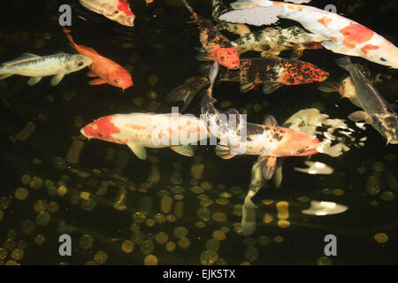 Carpes Koi japonais poissons nager dans l'aquarium. Poissons de décoration rouge et des pièces en bassin de rétention. Symboles de bonne chance et prosperi Banque D'Images