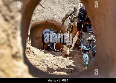 Le sergent de l'armée américaine. Ryan Henderson servant avec 1ère Brigade Combat Team, 82e Division aéroportée, avec son chien de travail militaire, un Afghan Satin recherche accueil dans le village de colonne vertébrale, Gundey Gelan, district de la province de Ghazni, Afghanistan, le 10 mai, en tant que police nationale afghane. L'ANP et les forces de la coalition ont mené une patrouille conjointe dans le village. Banque D'Images