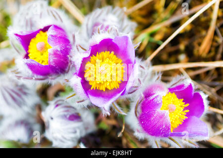 Fleurs de Printemps sauvages Pulsatilla patens. Banque D'Images