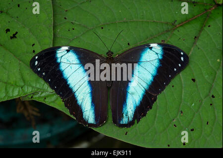 Morpho Helenor, Morpho helenor, Parc des Papillons néotropicaux, Suriname Banque D'Images