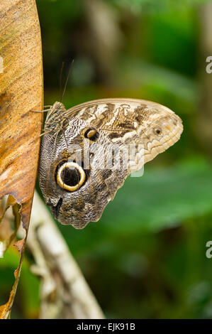 Owl butterfly (Caligo sp.), le parc des papillons néotropicaux, Suriname Banque D'Images