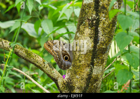 Owl butterfly (Caligo sp.), le parc des papillons néotropicaux, Suriname Banque D'Images