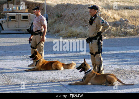 Les conducteurs de chien de police irakiens travaillent avec leurs chiens sur les techniques d'obéissance de base pendant un cours de formation de chien de travail près de Mossoul, en Irak. Le cours est conçu pour affiner l'obéissance et de détection d'explosifs de compétences le peuple iraquien chiens de travail et de leurs maîtres. Le sergent de l'armée américaine. Christopher Kozloski Mobile, 145e Détachement des affaires publiques de la police iraquienne chiens de travail dans la détection des explosifs, stupéfiants /-news/2009/08/21/26404-irakiens-police-train-chiens-en-explosifs les stupéfiants-Détection/ Banque D'Images