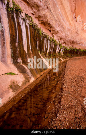 L'eau souterraine s'infiltre à travers les fractures dans les parois du canyon de grès cette ligne Coyote Gulch. Où il y a l'eau la vie fleurit. Banque D'Images