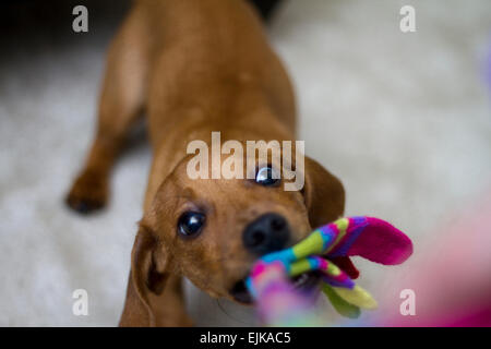 Pov photographe d'un petit chiot teckel brun et rouge chien à la recherche vers la caméra et jouer remorqueur de la guerre Banque D'Images