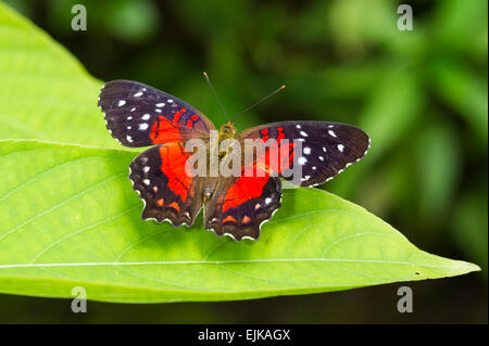 Anartia amathea Peacock, marron, papillon néotropical park, Suriname Banque D'Images