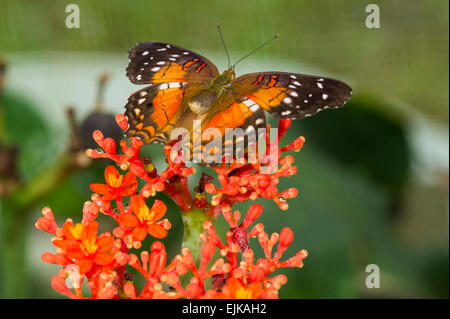 Anartia amathea Peacock, marron, papillon néotropical park, Suriname Banque D'Images