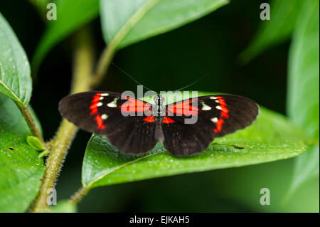 Butterfly, butterfly park néotropicale, Suriname Banque D'Images