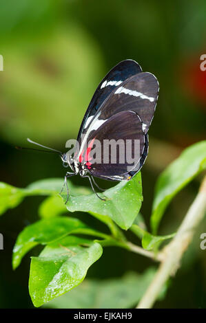 Butterfly, butterfly park néotropicale, Suriname Banque D'Images