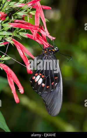 Butterfly, butterfly park néotropicale, Suriname Banque D'Images