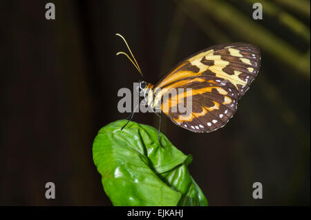 Butterfly, butterfly park néotropicale, Suriname Banque D'Images