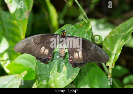 Butterfly, butterfly park néotropicale, Suriname Banque D'Images