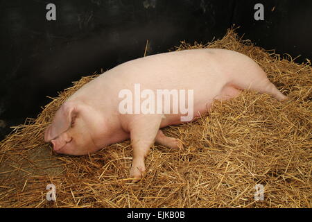 Un gros cochon femelle portant sur un lit de paille. Banque D'Images