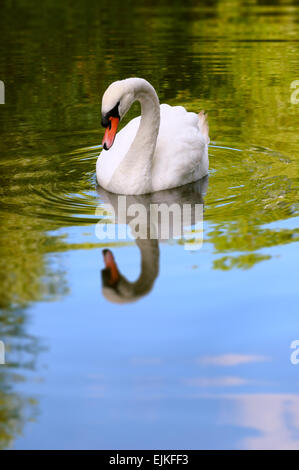 Portrait d'un cygne blanc à l'état sauvage, la réflexion sur l'eau. Scène tranquille. Banque D'Images