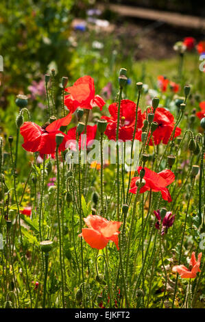 Des coquelicots sauvages sur le terrain Banque D'Images