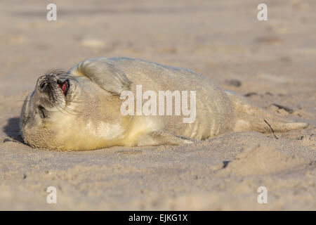 Phoque gris, Halichoerus grypus, Kegelrobbe, Helgoland, nouveau-né bébé phoque sur la plage bâillement Banque D'Images