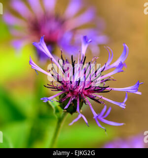 Centaurea cyanus Bleuet bleu Banque D'Images