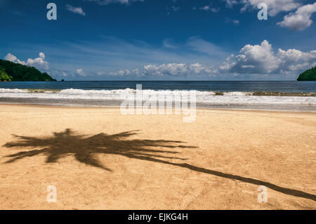 Trinité-et-Tobago Maracas bay beach palm tree shadow Caraïbes Banque D'Images