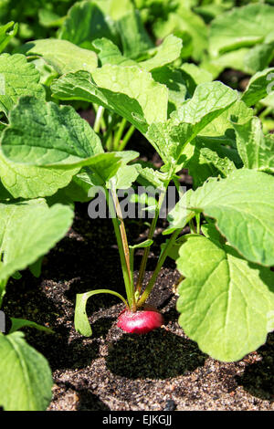 Les radis dans le jardin Banque D'Images