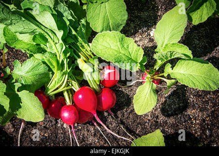 Les radis dans le jardin Banque D'Images