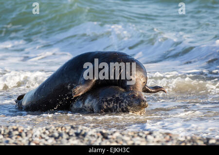 Phoque gris, Halichoerus grypus, Kegelrobbe, Helgoland, paire accouplée avec Bull sur le dessus Banque D'Images