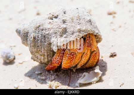 Un ermite juste au sujet de sortir de c'est le shell sur la plage sur l'île de Makunudu dans les Maldives Banque D'Images