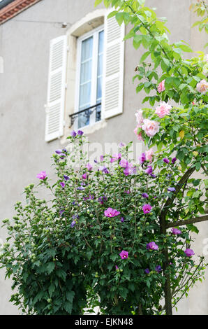 Rose de Sharon (Hibiscus syriacus) et un rose pâle rose qui fleurit dans un jardin à Chagny, Bourgogne, France. Banque D'Images