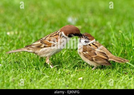 La Pologne en juillet.Tree sparows assis sur le terrain.femelle est nourrir ses chick.vue horizontale. Banque D'Images