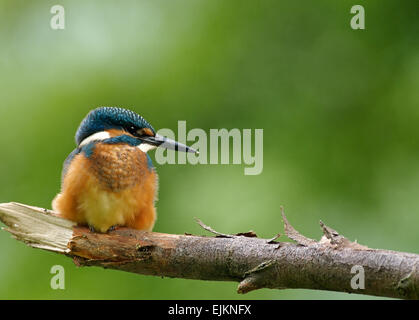 La Pologne en juillet.matin ensoleillé au-dessus de l'ancien lit de la rivière Bug.Kingfisher est au repos et à l'horizontale sur la droite. Banque D'Images