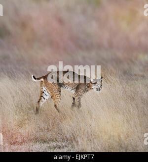 Un jeune lynx roux marcher dans l'herbe Banque D'Images