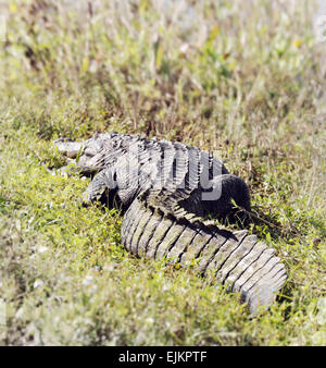 Alligator Alligator mississippiensis) (au soleil, en Floride, les Zones Humides Banque D'Images
