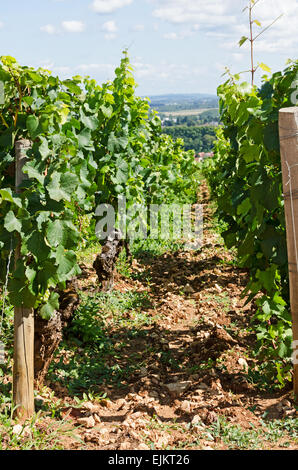 Domaine de la folie, un vignoble près de Chagny dans la Côte Chalonnaise de Bourgogne, France. Banque D'Images