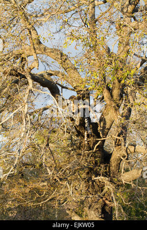 Les jeunes bien camouflé et leopard dans arbre, Ngala Private Game Reserve, Afrique du Sud Banque D'Images