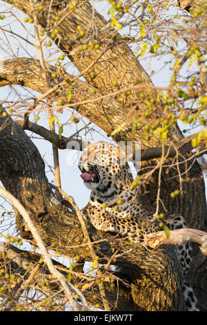 Les jeunes leopard dans arbre début à bâiller, Ngala Private Game Reserve, Afrique du Sud Banque D'Images