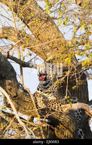 Les jeunes leopard yawning in tree, Ngala Private Game Reserve, Afrique du Sud Banque D'Images