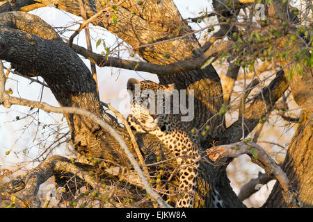 Les jeunes arbres, regarder à partir de Leopard Ngala Private Game Reserve, Afrique du Sud Banque D'Images