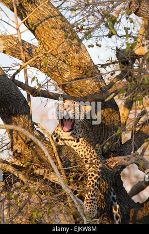 Les jeunes leopard yawning in tree, Ngala Private Game Reserve, Afrique du Sud Banque D'Images