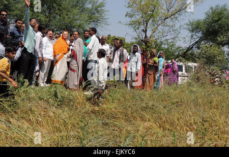 Amethi, état indien de l'Uttar Pradesh. Mar 28, 2015. La présidente du parti du Congrès de l'Inde Sonia Gandhi (yellow saree) inspecte un champ de l'agriculture lors de sa visite à Amethi, nord de l'état indien de l'Uttar Pradesh, le 28 mars 2015. De nombreux agriculteurs ont perdu de l'argent en raison d'unseasonal la pluie et tempête de grêle qui ont endommagé leurs récoltes largement dans les districts de Rae Bareli et Amethi. © Stringer/Xinhua/Alamy Live News Banque D'Images