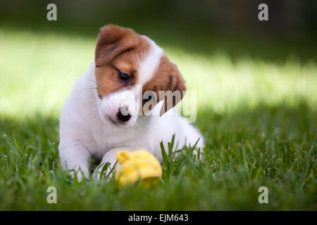 Cute Jack Russell Terrier puppy à jouer avec un jouet qui couine jaune. Banque D'Images